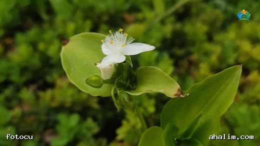 Evlerin Yeşil Sarkacı: Telgraf Çiçeği (Tradescantia fluminensis) — cover