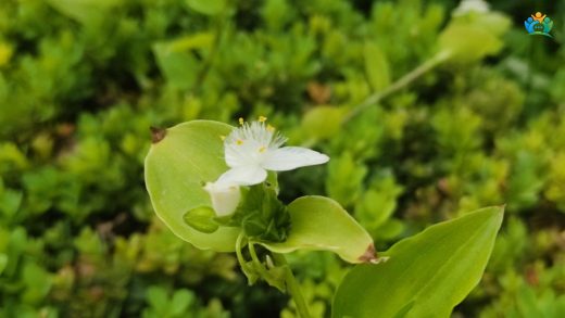 Evlerin Yeşil Sarkacı: Telgraf Çiçeği (Tradescantia fluminensis) — inline image