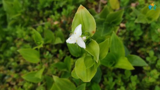 Evlerin Yeşil Sarkacı: Telgraf Çiçeği (Tradescantia fluminensis) — inline image