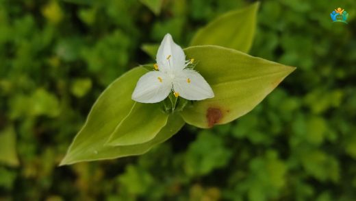 Evlerin Yeşil Sarkacı: Telgraf Çiçeği (Tradescantia fluminensis) — inline image