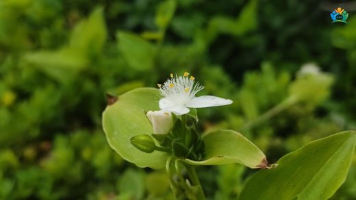 Evlerin Yeşil Sarkacı: Telgraf Çiçeği (Tradescantia fluminensis) — inline image