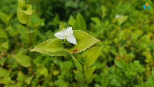 Evlerin Yeşil Sarkacı: Telgraf Çiçeği (Tradescantia fluminensis) — inline image