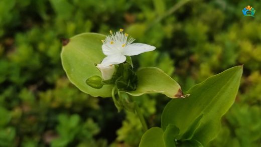 Evlerin Yeşil Sarkacı: Telgraf Çiçeği (Tradescantia fluminensis) — inline image