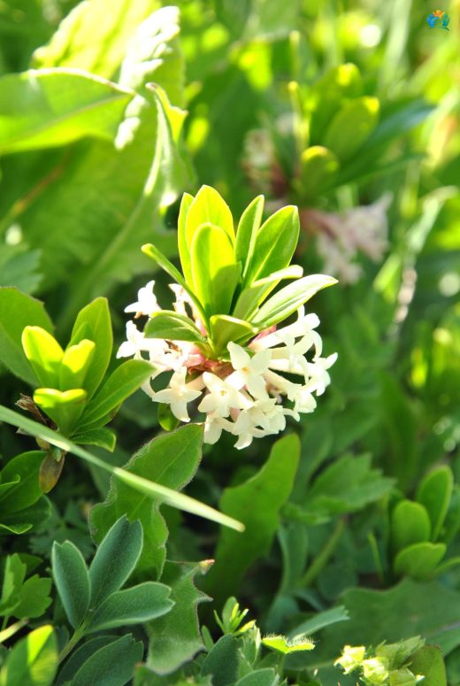 Ezentere (Daphne glomerata): Doğu Karadeniz'in Zehirli Güzeli — inline image