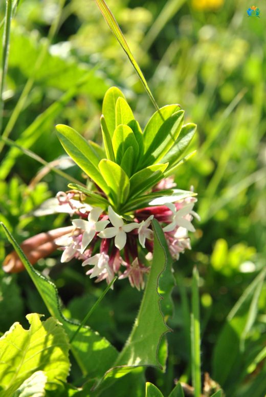 Ezentere (Daphne glomerata): Doğu Karadeniz'in Zehirli Güzeli — inline image