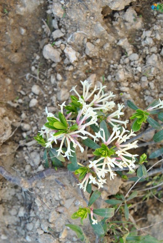 Ezentere (Daphne glomerata): Doğu Karadeniz'in Zehirli Güzeli — inline image