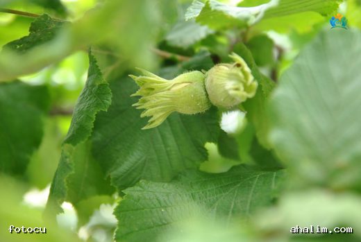 Fındık Ağacı (Corylus Avellana): Doğal Lezzet ve Sağlık Kaynağı — cover