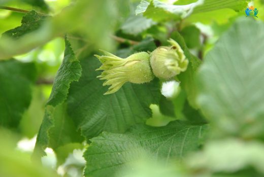 Fındık Ağacı (Corylus Avellana): Doğal Lezzet ve Sağlık Kaynağı — inline image