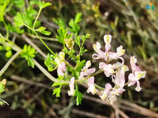 Fumaria parviflora Lam. Hakkında Detaylı Bilgi — inline image