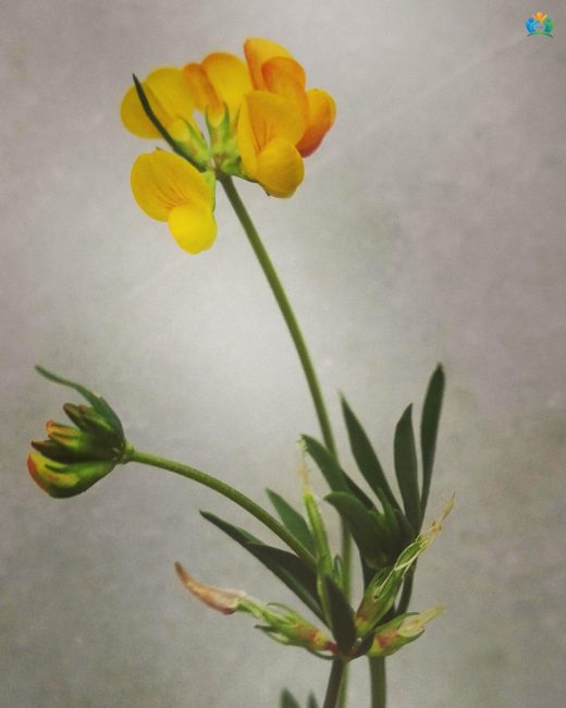 Gazelboynuzu (Lotus corniculatus) Hakkında Detaylı İnceleme — inline image