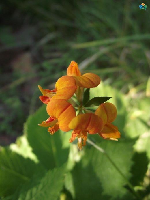 Gazelboynuzu (Lotus corniculatus) Hakkında Detaylı İnceleme — inline image