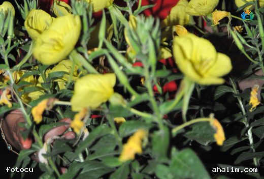 Gece Çiçeği (Oenothera villosa): Gecenin Kraliçesi — cover