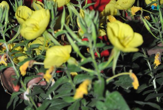 Gece Çiçeği (Oenothera villosa): Gecenin Kraliçesi — inline image
