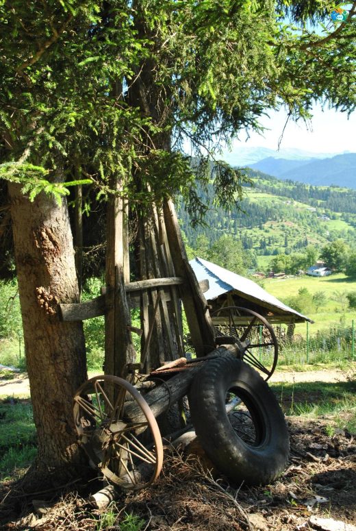 Geçmişin Sessiz Tanığı: Kağnıların Büyülü Dünyası — inline image