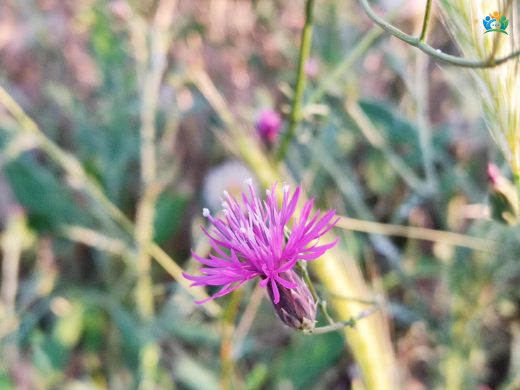 Gelin Döndüren (Crupina crupinastrum): Tarlaların İstilacısı — inline image