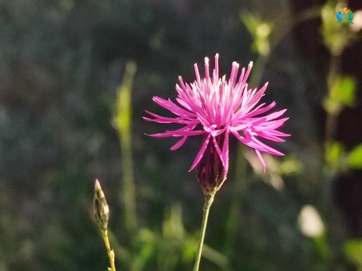 Gelin Döndüren (Crupina crupinastrum): Tarlaların İstilacısı — inline image