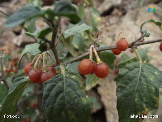 Gemlik'in Küçük Mücevheri: Tüylü Köpek Üzümü (Solanum villosum Mil.) — cover