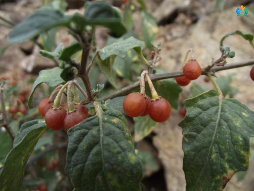 Gemlik'in Küçük Mücevheri: Tüylü Köpek Üzümü (Solanum villosum Mil.) — inline image