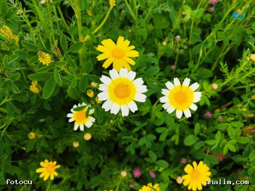 Glebionis coronaria (Ala Gömeç): Hem Lezzetli Hem de Şifalı Bir Bitki — cover