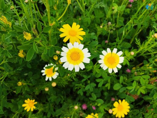 Glebionis coronaria (Ala Gömeç): Hem Lezzetli Hem de Şifalı Bir Bitki — inline image