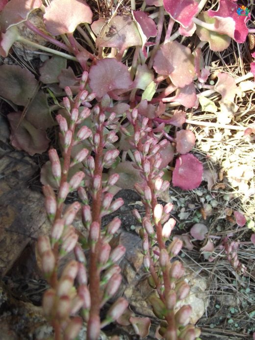 Göbek Otu (Umbilicus rupestris): Doğanın Şifalı Hazinesi — inline image