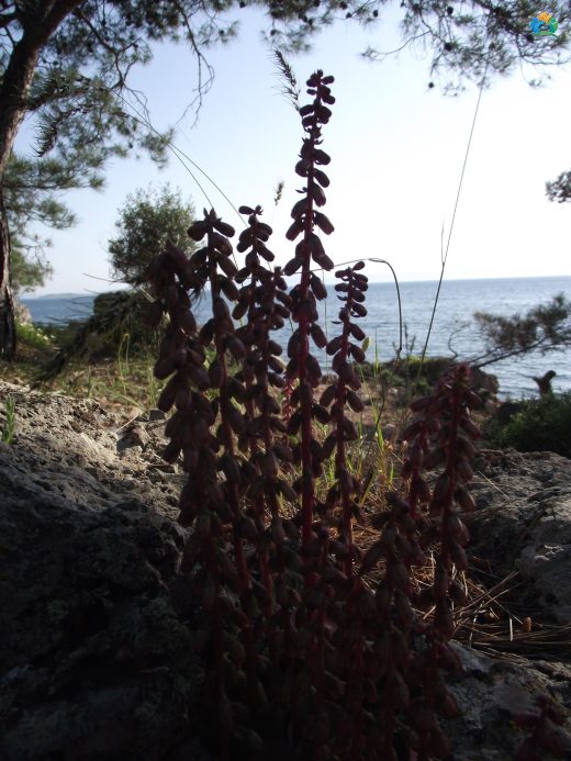 Göbek Otu (Umbilicus rupestris): Doğanın Şifalı Hazinesi — inline image