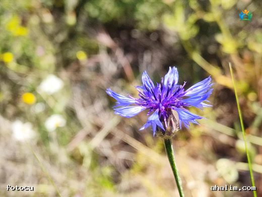 Gökbaş (Centaurea depressa): Tarlaların Mavisi — cover