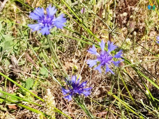 Gökbaş (Centaurea depressa): Tarlaların Mavisi — inline image