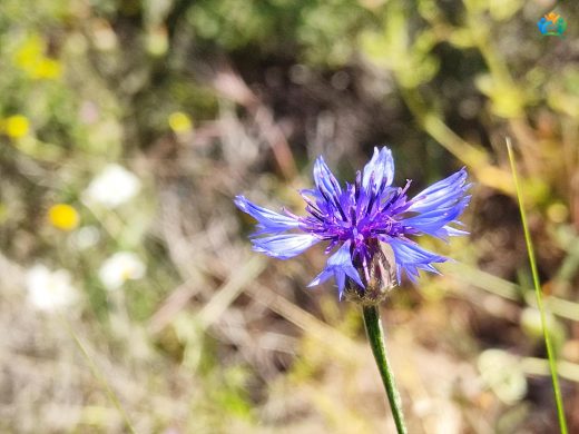 Gökbaş (Centaurea depressa): Tarlaların Mavisi — inline image