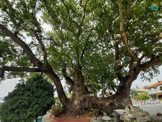 Gölyazı Beldesi: Tarihi, Doğal Güzellikleri ve Leylekler — inline image
