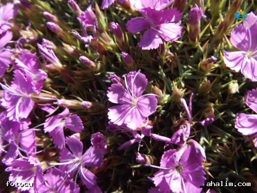 Gülhatmi'nin Yakın Akrabası: Dianthus subacaulis Vill. — cover
