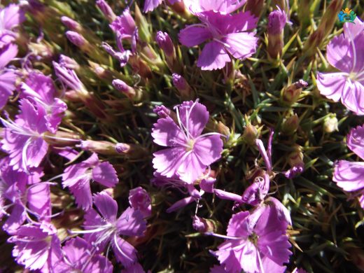Gülhatmi'nin Yakın Akrabası: Dianthus subacaulis Vill. — inline image