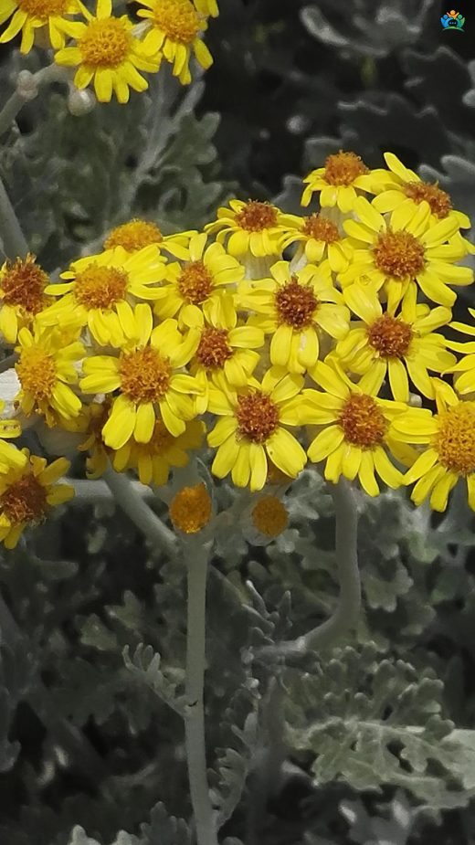 Gümüş Dokunuş: Kül Çiçeği (Jacobaea maritima) — inline image
