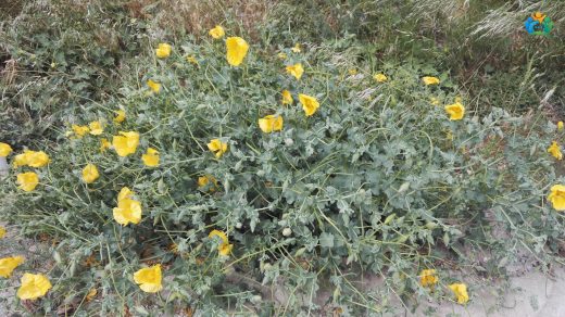 Gündürmelalesi (Glaucium flavum Crantz): Sahilin Parlak Yıldızı — inline image