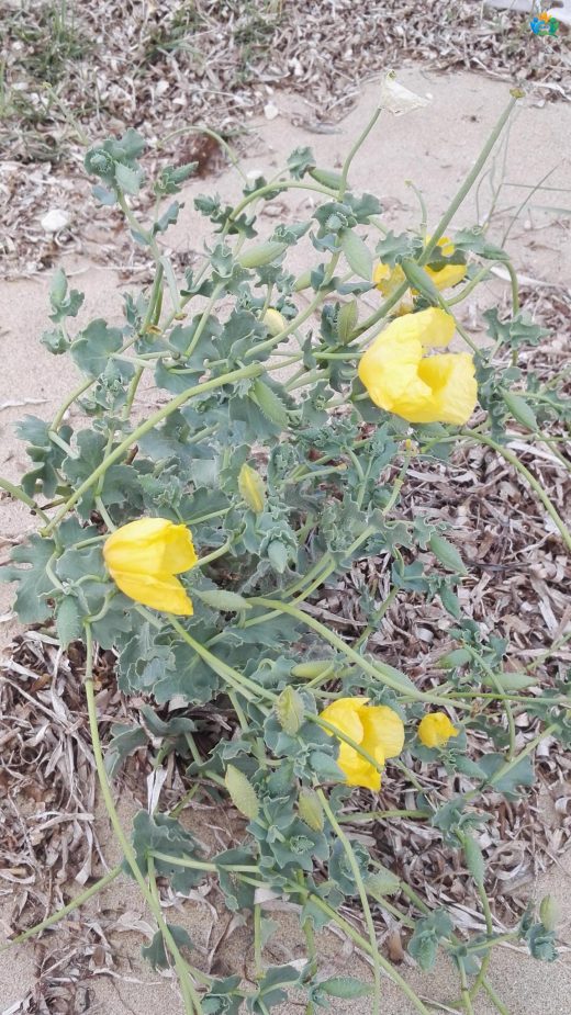 Gündürmelalesi (Glaucium flavum Crantz): Sahilin Parlak Yıldızı — inline image