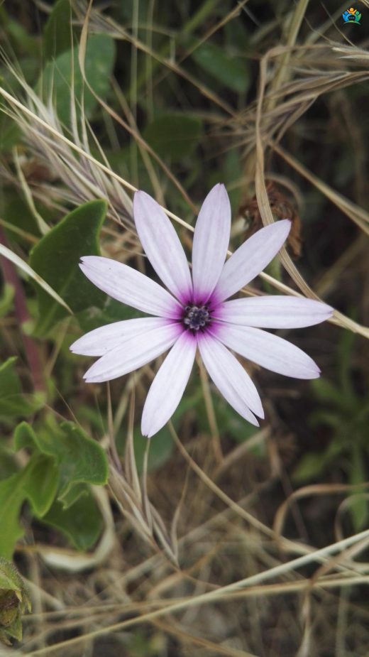 Güneşin Renkli Çocukları: Bodrum Papatyası (Dimorphotheca fruticosa) — inline image