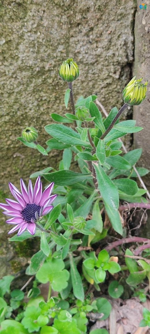 Güneşin Renkli Çocukları: Bodrum Papatyası (Dimorphotheca fruticosa) — inline image