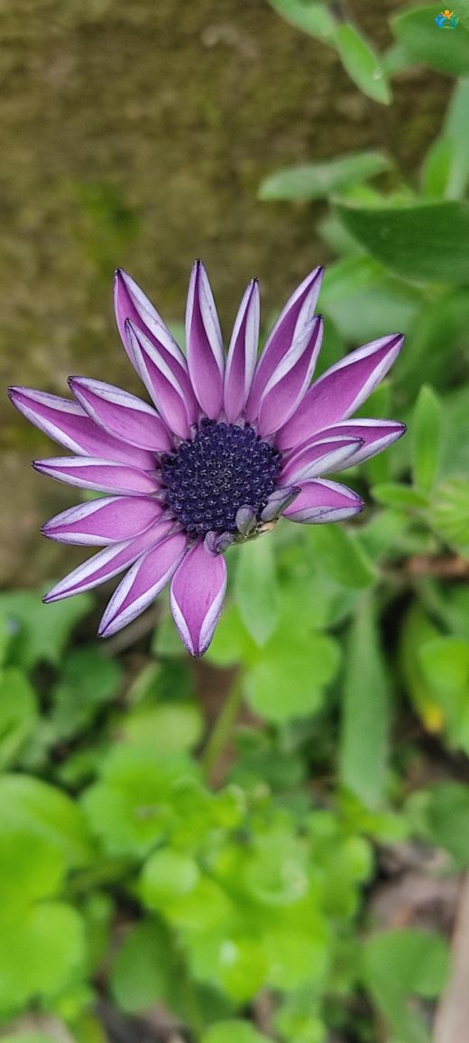 Güneşin Renkli Çocukları: Bodrum Papatyası (Dimorphotheca fruticosa) — inline image