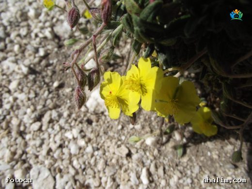 Güngülü (Helianthemum nummularium): Türkiye'nin Sarı Altını — cover