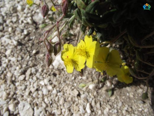 Güngülü (Helianthemum nummularium): Türkiye'nin Sarı Altını — inline image