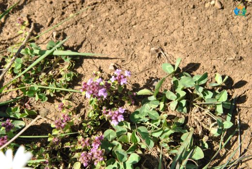 Güzel Kekik (Thymus pulcherrimus): Doğal Bir Zenginlik — inline image