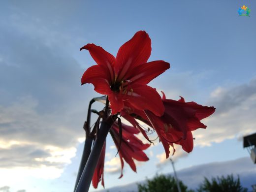 Güzelhatun (Hippeastrum): Baharın Müjdecisi — inline image