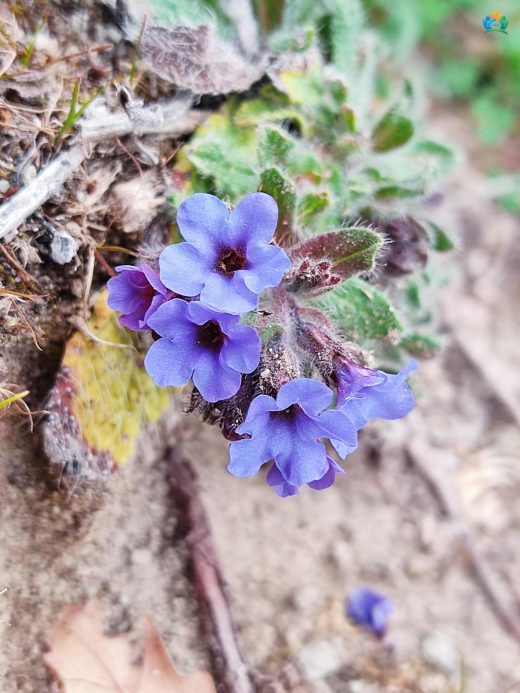 Havaciva Otu (Alkanna tinctoria) Hakkında Detaylı Bilgi — inline image