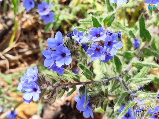 Havaciva Otu (Alkanna tinctoria) Hakkında Detaylı Bilgi — inline image
