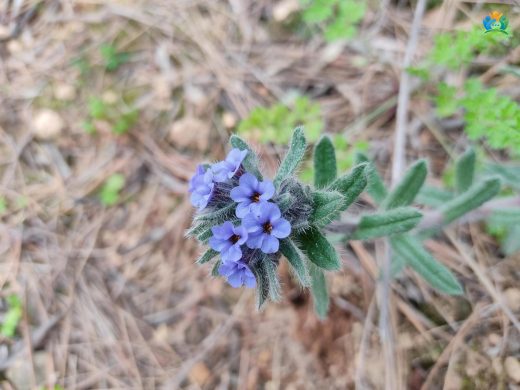 Havaciva Otu (Alkanna tinctoria) Hakkında Detaylı Bilgi — inline image