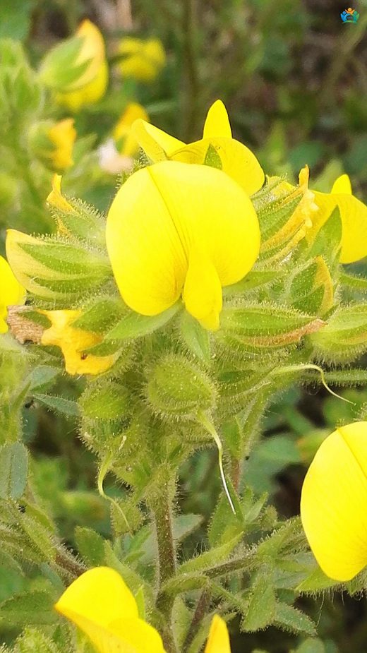 Havlı Örsele (Ononis pubescens): Tüylü Bir Bitkinin Hikayesi — inline image