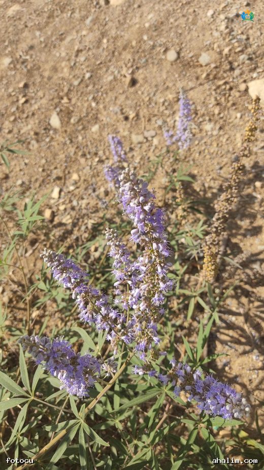 Hayıt (Vitex agnus-castus L.): Kadın Sağlığının Doğal Dostu — cover