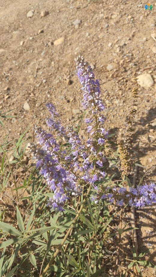 Hayıt (Vitex agnus-castus L.): Kadın Sağlığının Doğal Dostu — inline image
