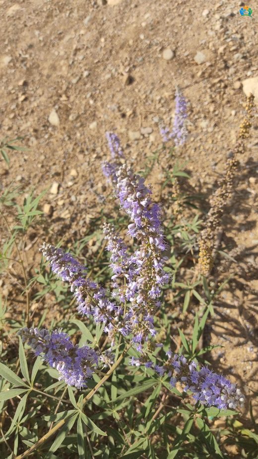 Hayıt (Vitex agnus-castus L.): Kadın Sağlığının Doğal Dostu — inline image