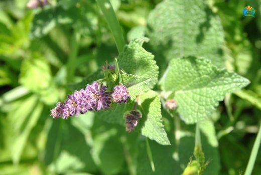 Helezonik Adaçayı (Salvia verticillata): Doğadan Gelen Şifa Deposu — inline image